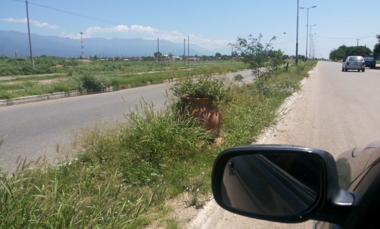 Photo of Bosetti no puede cuidar un puñado de cardones que se le ocurrio poner sobre una avenida y pretende gobernar la Rioja